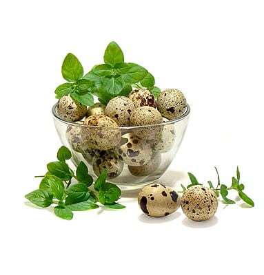 Quail Egg