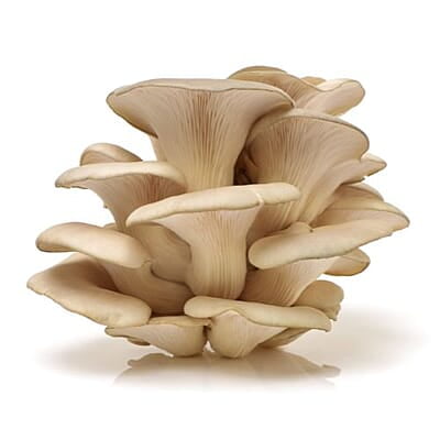 Oyster mushroom 200gms box