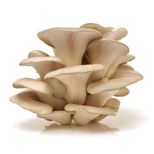 Oyster mushroom 200gms box